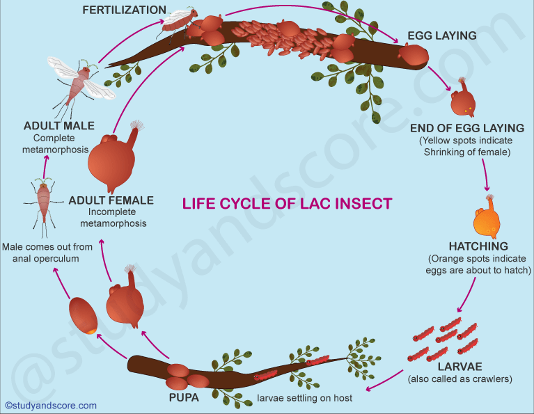 Lac culture, steps in lac culture, fertilization, egg laying, hatching, life cyle of lac insect, incomplete metamorphosis